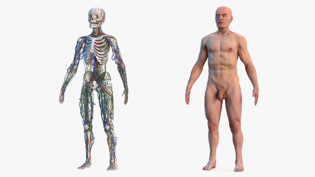 3D Male Skeleton Cardiovascular Lymphaticand Nervous Systems and Skin