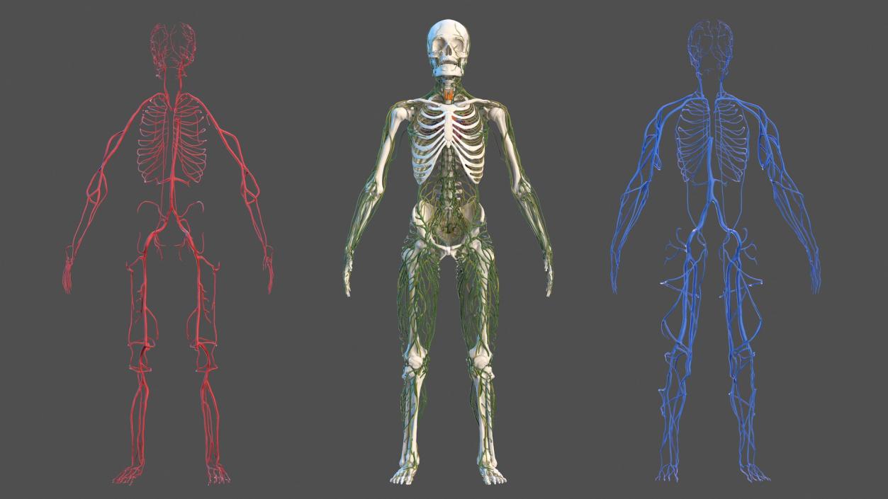 3D Male Skeleton Cardiovascular Lymphaticand Nervous Systems and Skin