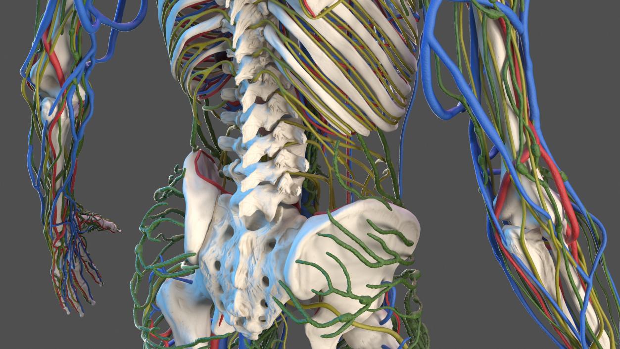 3D Male Skeleton Cardiovascular Lymphaticand Nervous Systems and Skin