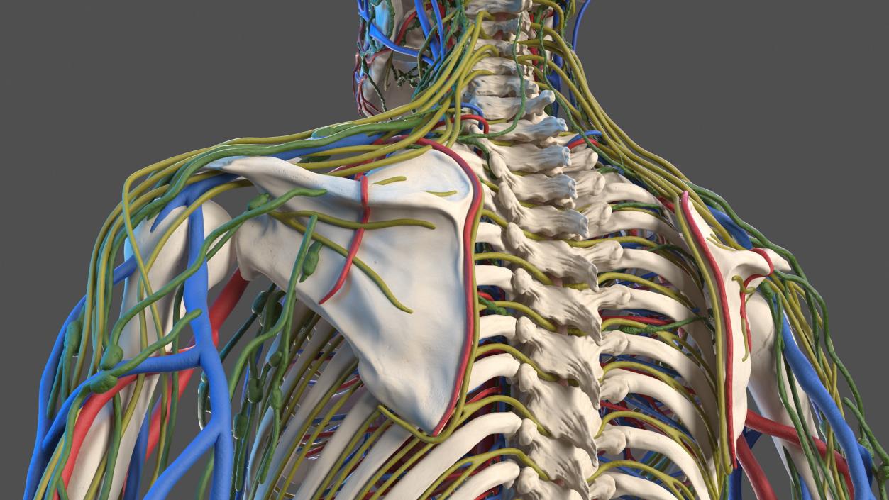 3D Male Skeleton Cardiovascular Lymphaticand Nervous Systems and Skin