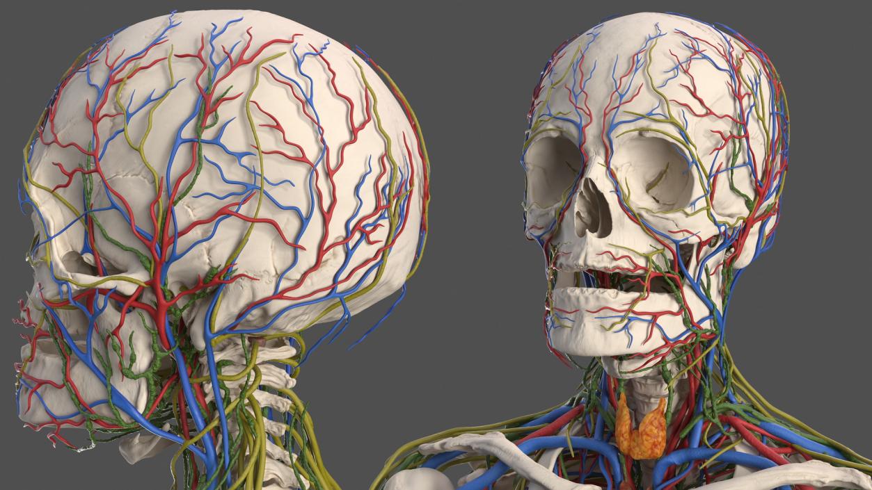 3D Male Skeleton Cardiovascular Lymphaticand Nervous Systems and Skin