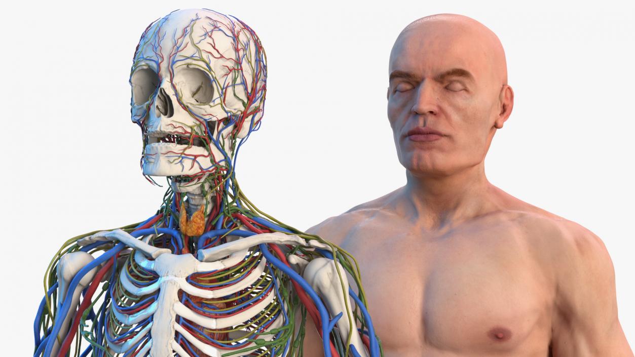 3D Male Skeleton Cardiovascular Lymphaticand Nervous Systems and Skin