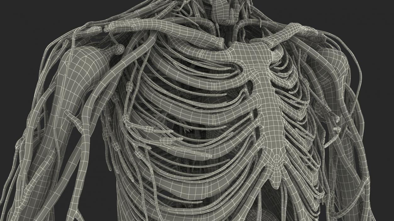 3D Male Skeleton Cardiovascular Lymphaticand Nervous Systems and Skin