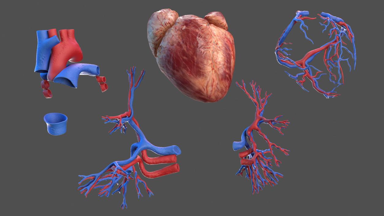 3D Male Skeleton Cardiovascular Lymphaticand Nervous Systems and Skin