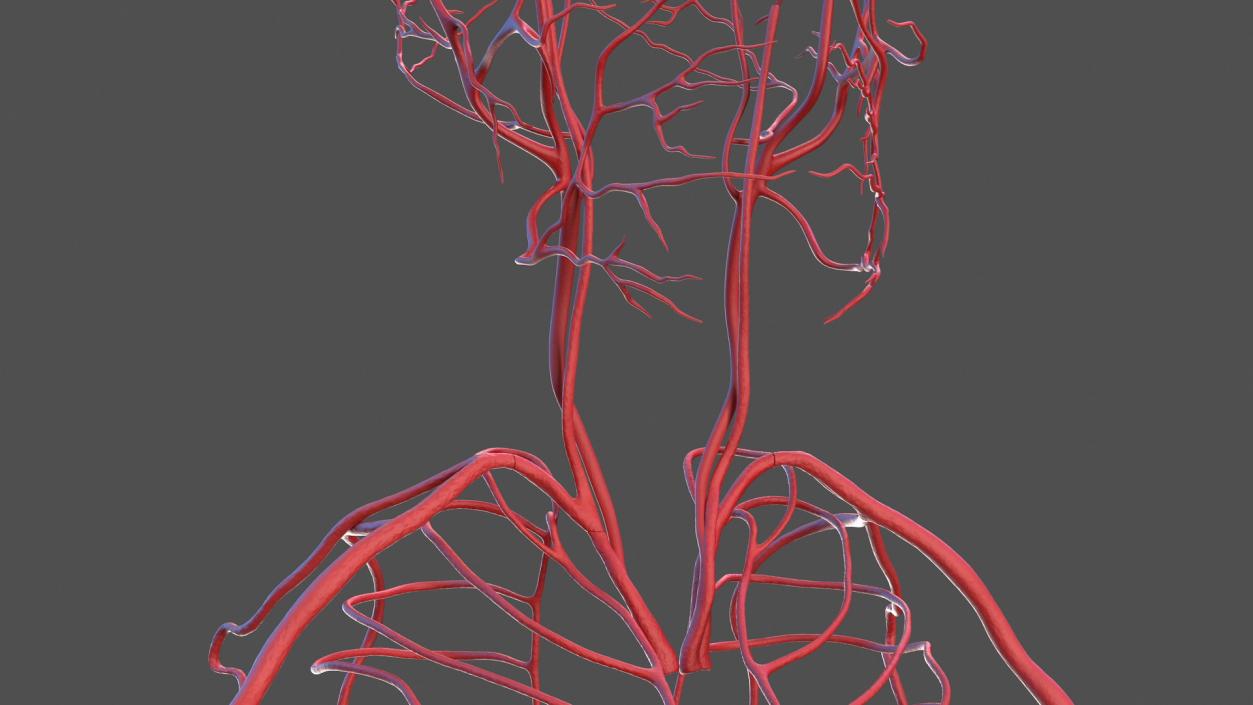 3D Male Skeleton Cardiovascular Lymphaticand Nervous Systems and Skin