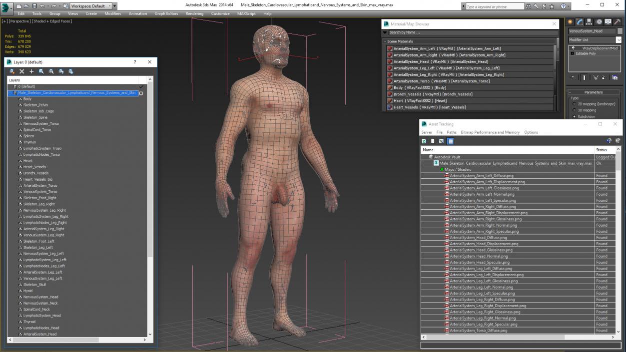 3D Male Skeleton Cardiovascular Lymphaticand Nervous Systems and Skin