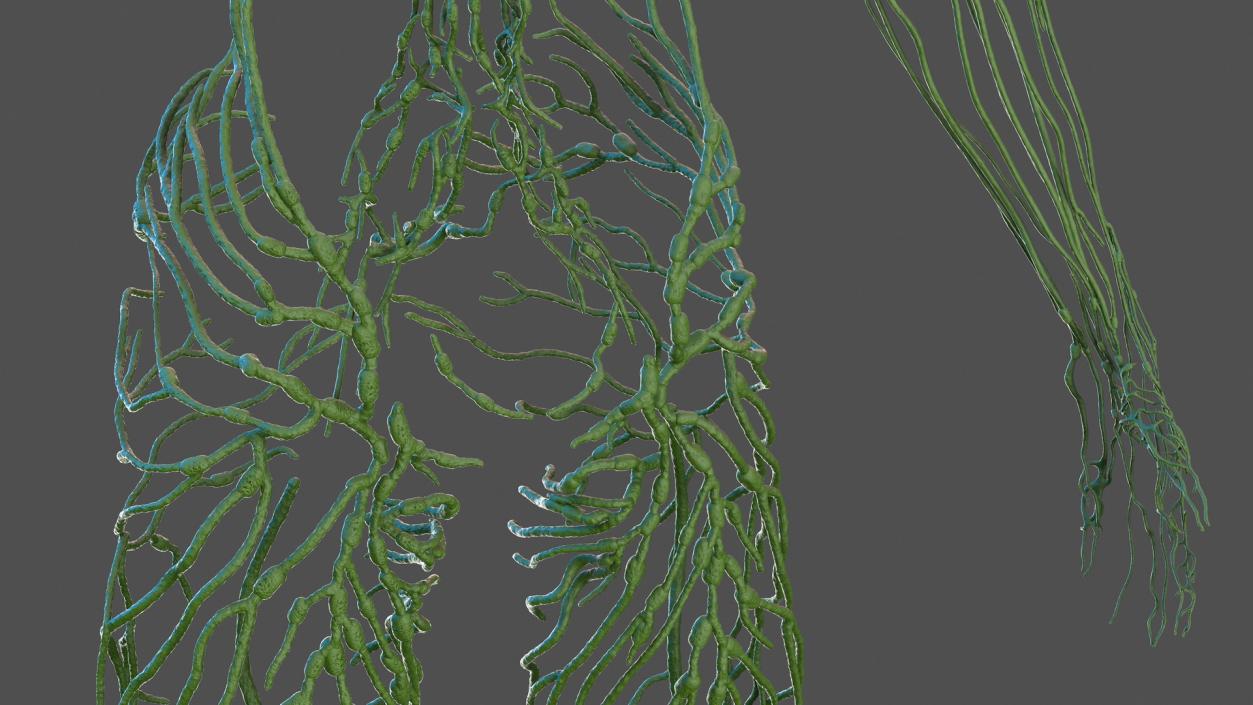 3D Male Skeleton Cardiovascular Lymphaticand Nervous Systems and Skin