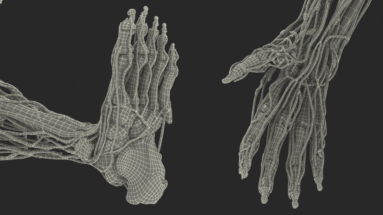 3D Male Skeleton Cardiovascular Lymphaticand Nervous Systems and Skin