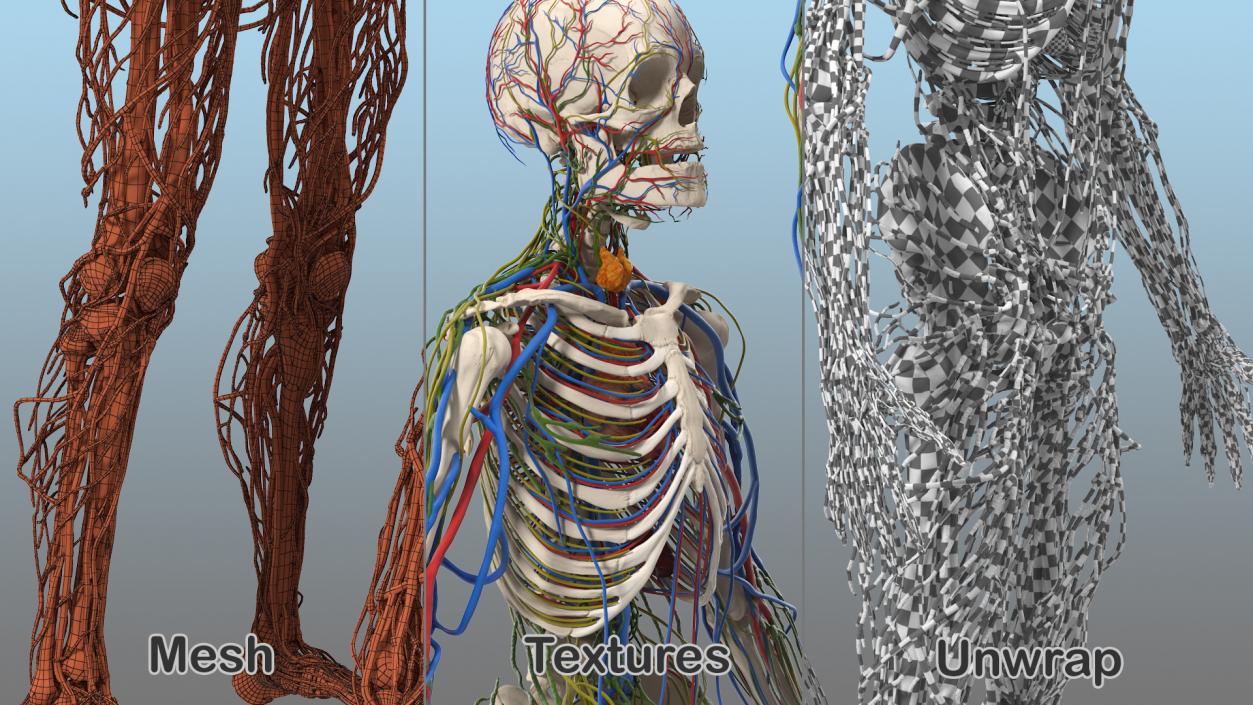 3D Male Skeleton Cardiovascular Lymphaticand Nervous Systems and Skin