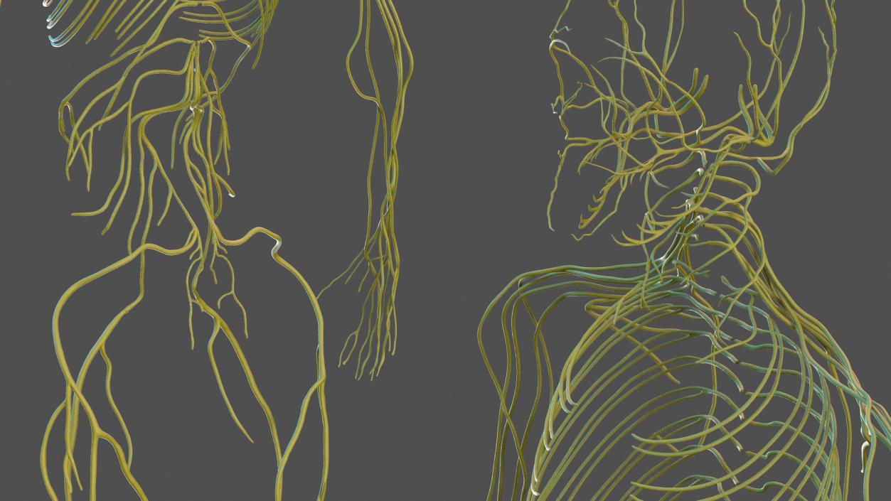 3D Male Skeleton Cardiovascular Lymphaticand Nervous Systems and Skin