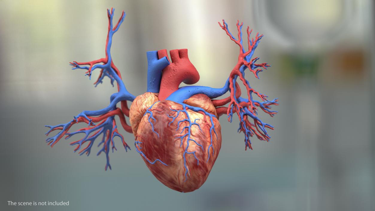 3D Male Skeleton Cardiovascular Lymphaticand Nervous Systems and Skin