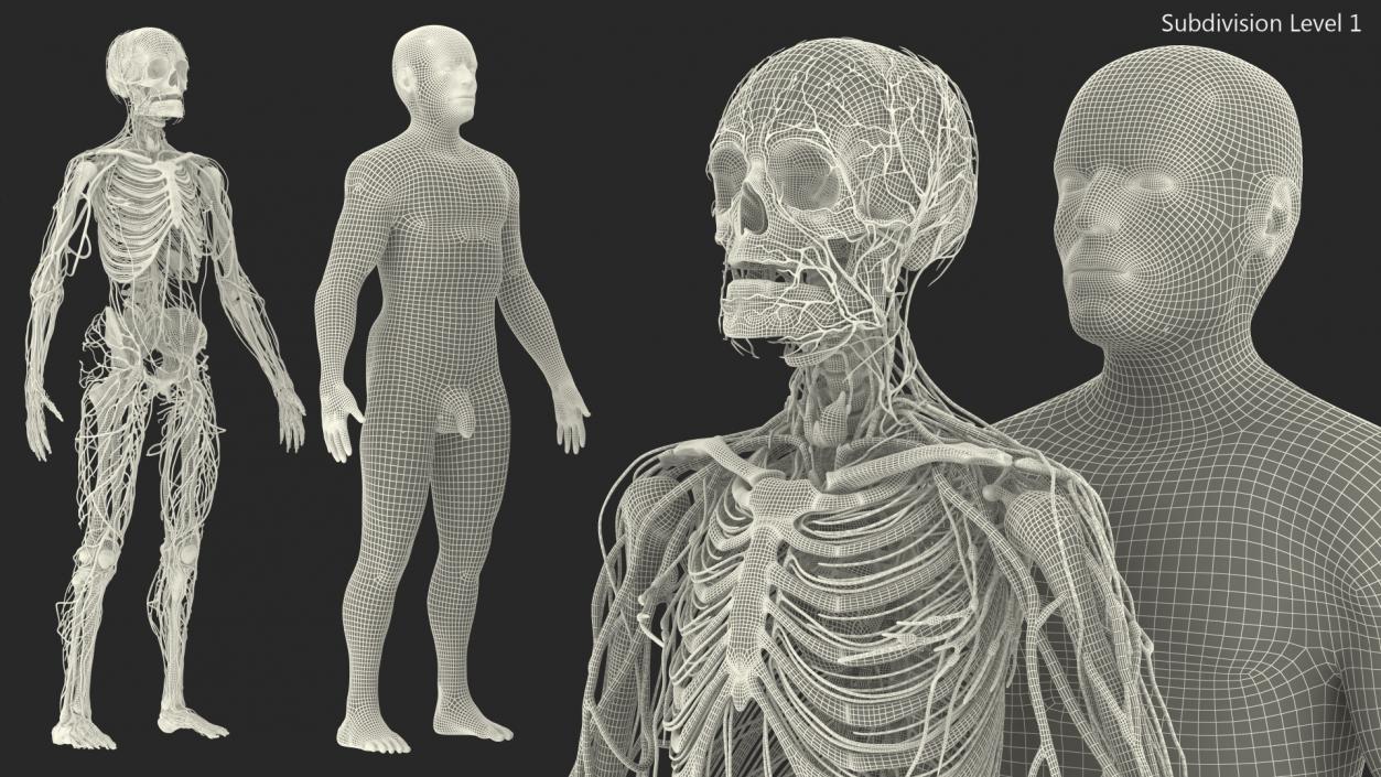 3D Male Skeleton Cardiovascular Lymphaticand Nervous Systems and Skin