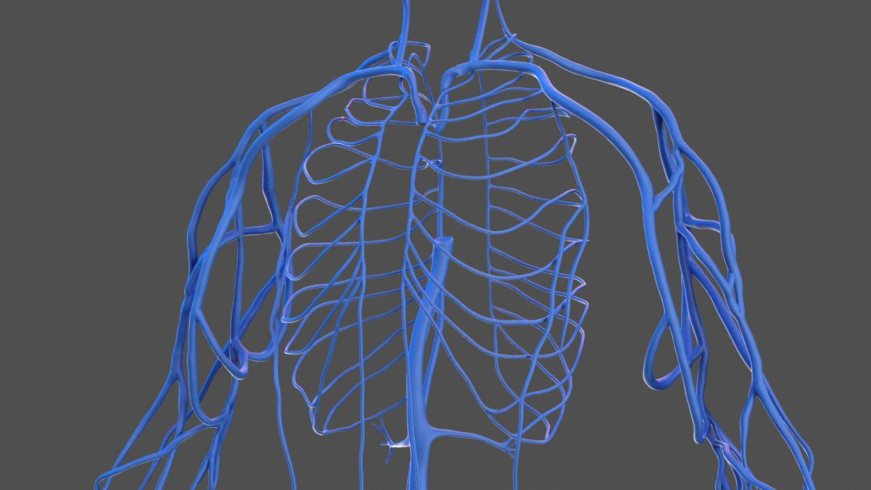 3D Male Skeleton Cardiovascular Lymphaticand Nervous Systems and Skin