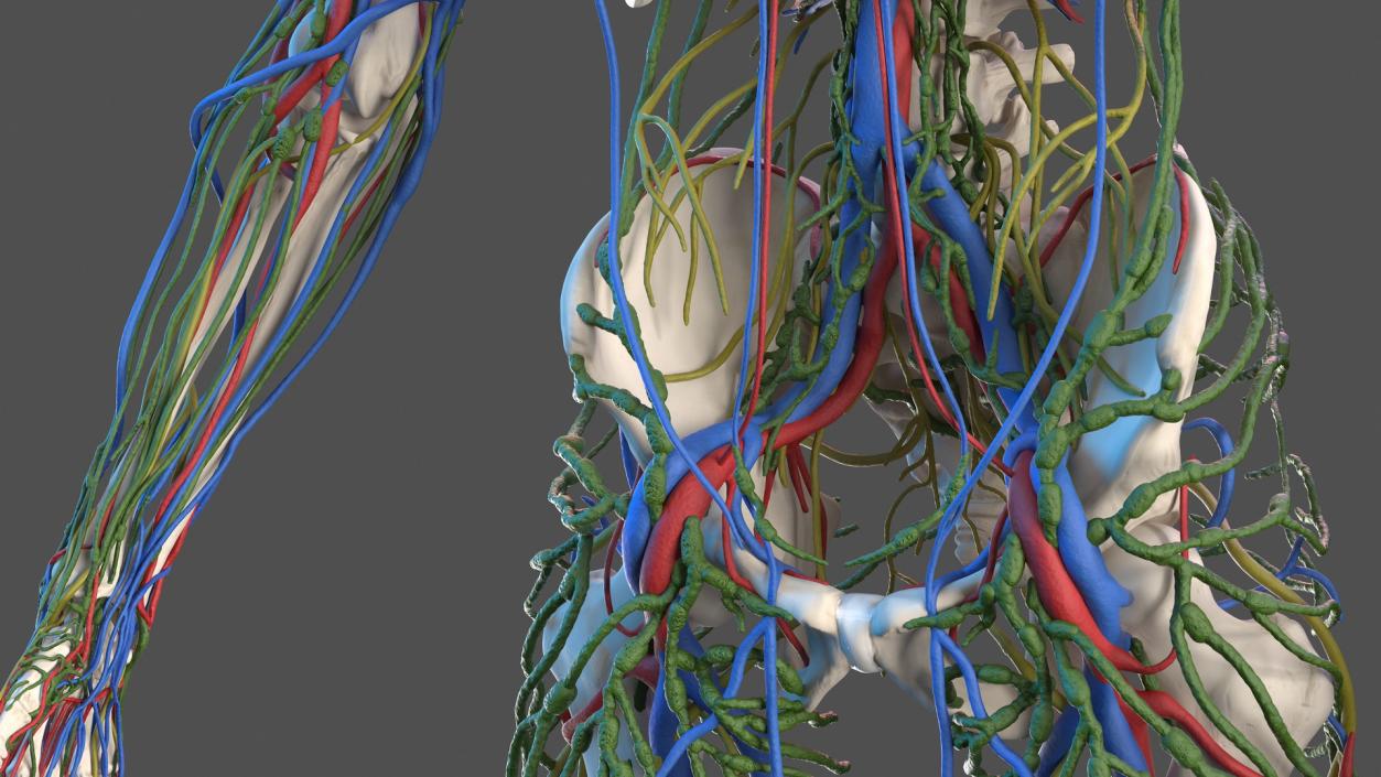 3D Male Skeleton Cardiovascular Lymphaticand Nervous Systems and Skin