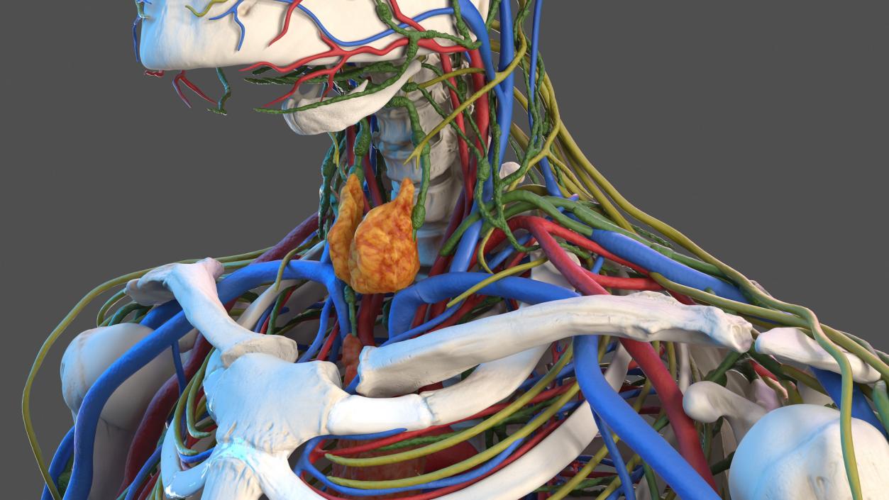 3D Male Skeleton Cardiovascular Lymphaticand Nervous Systems and Skin