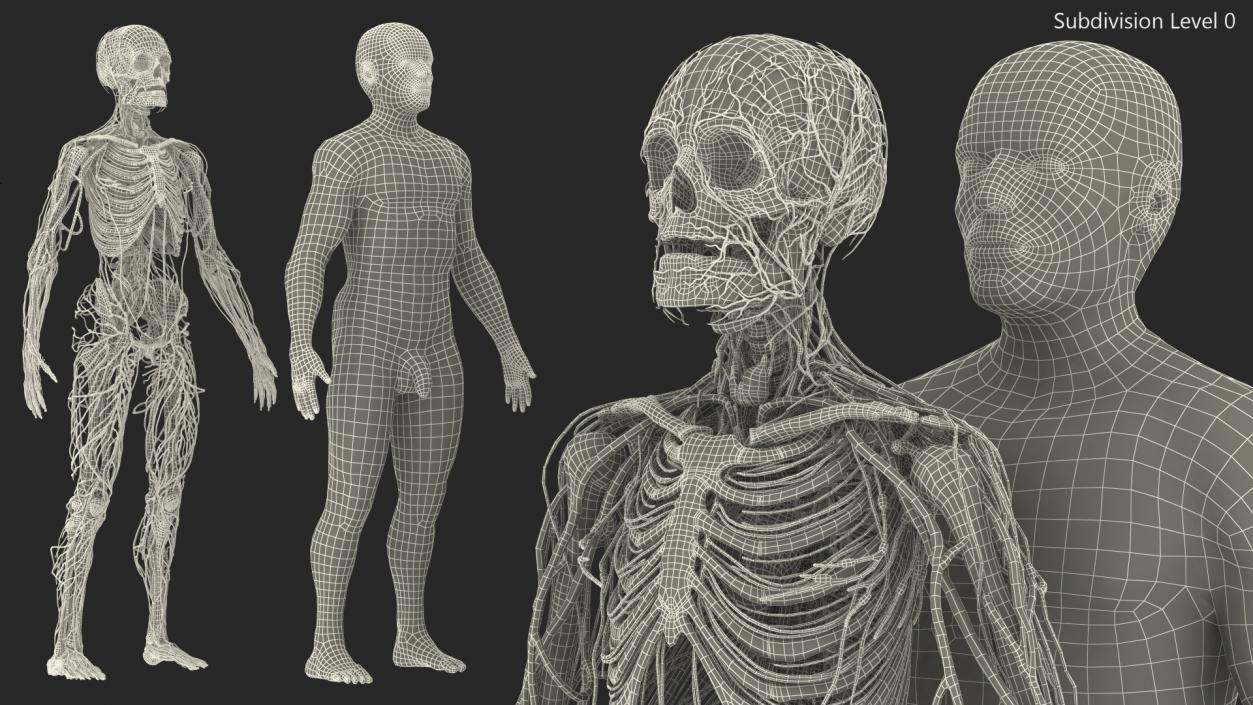 3D Male Skeleton Cardiovascular Lymphaticand Nervous Systems and Skin