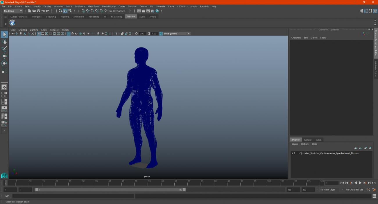 3D Male Skeleton Cardiovascular Lymphaticand Nervous Systems and Skin