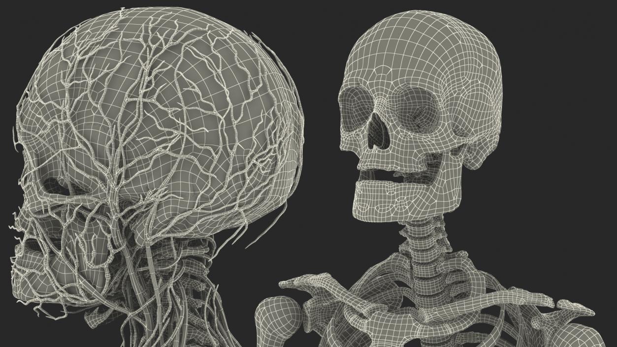 3D Male Skeleton Cardiovascular Lymphaticand Nervous Systems and Skin