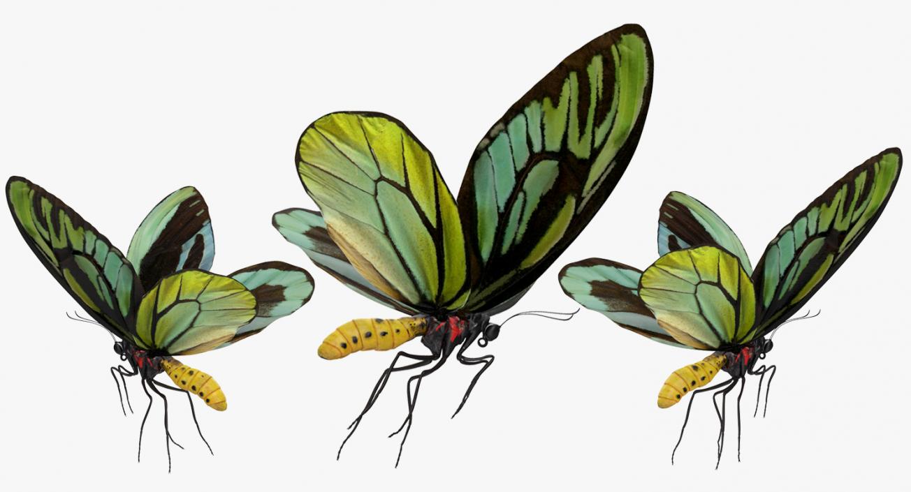 Queen Alexandras Birdwing Butterfly Rigged 3D