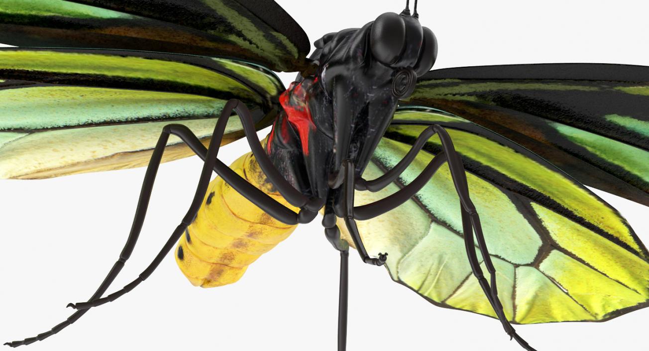 Queen Alexandras Birdwing Butterfly Rigged 3D