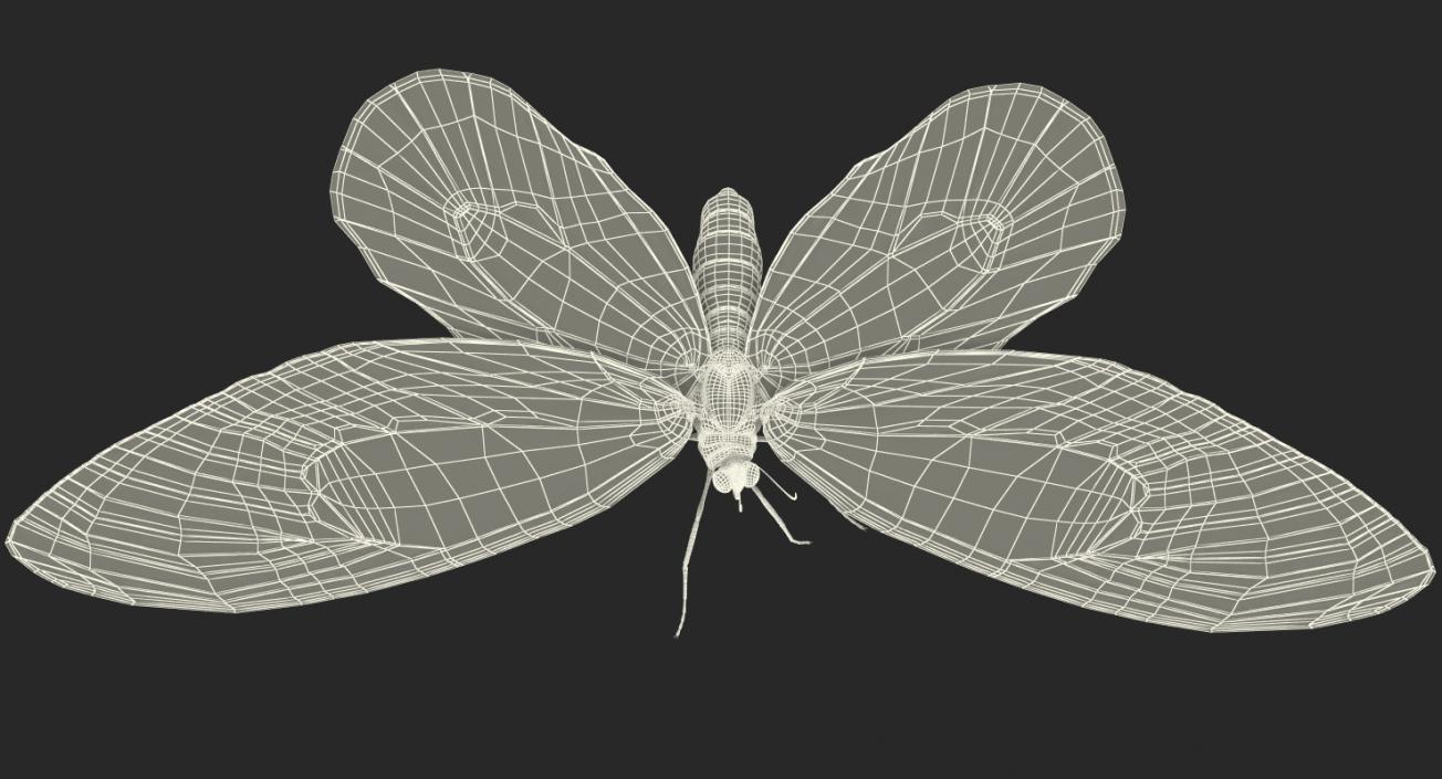 Queen Alexandras Birdwing Butterfly Rigged 3D