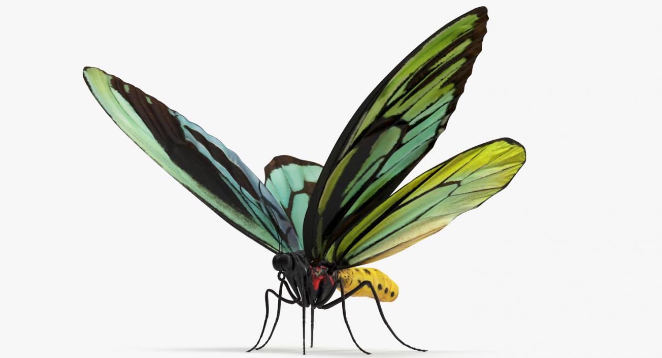 Queen Alexandras Birdwing Butterfly Rigged 3D