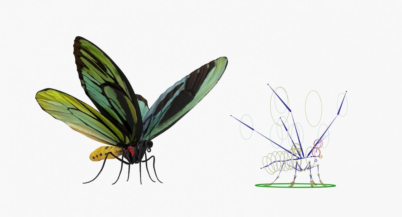 Queen Alexandras Birdwing Butterfly Rigged 3D