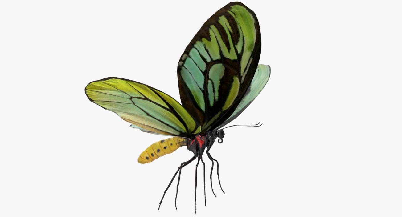 Queen Alexandras Birdwing Butterfly Rigged 3D