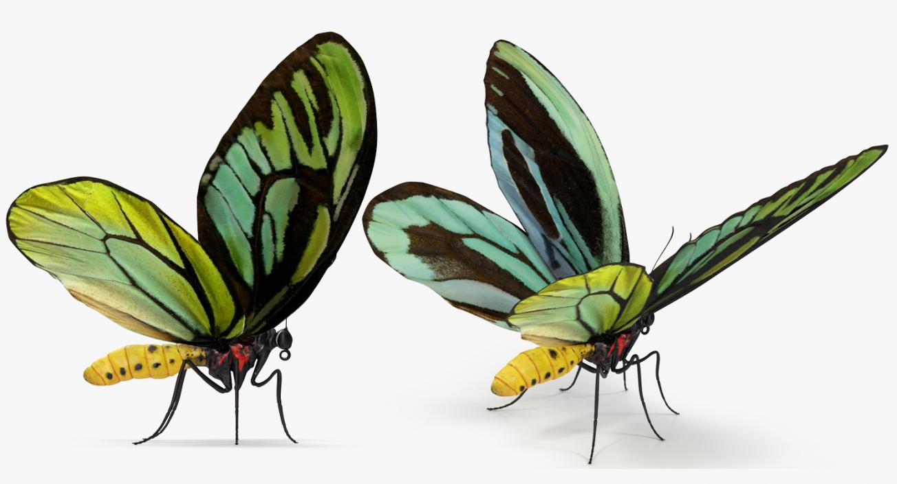 Queen Alexandras Birdwing Butterfly Rigged 3D