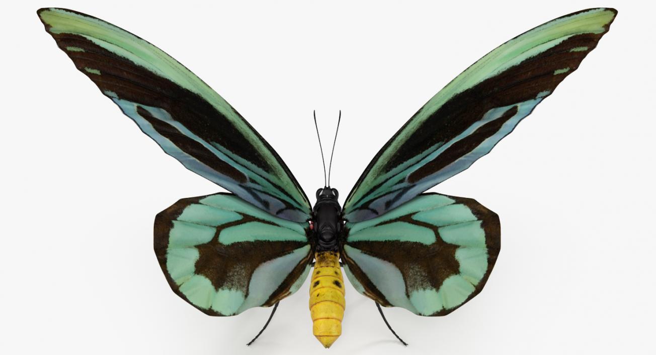 Queen Alexandras Birdwing Butterfly Rigged 3D