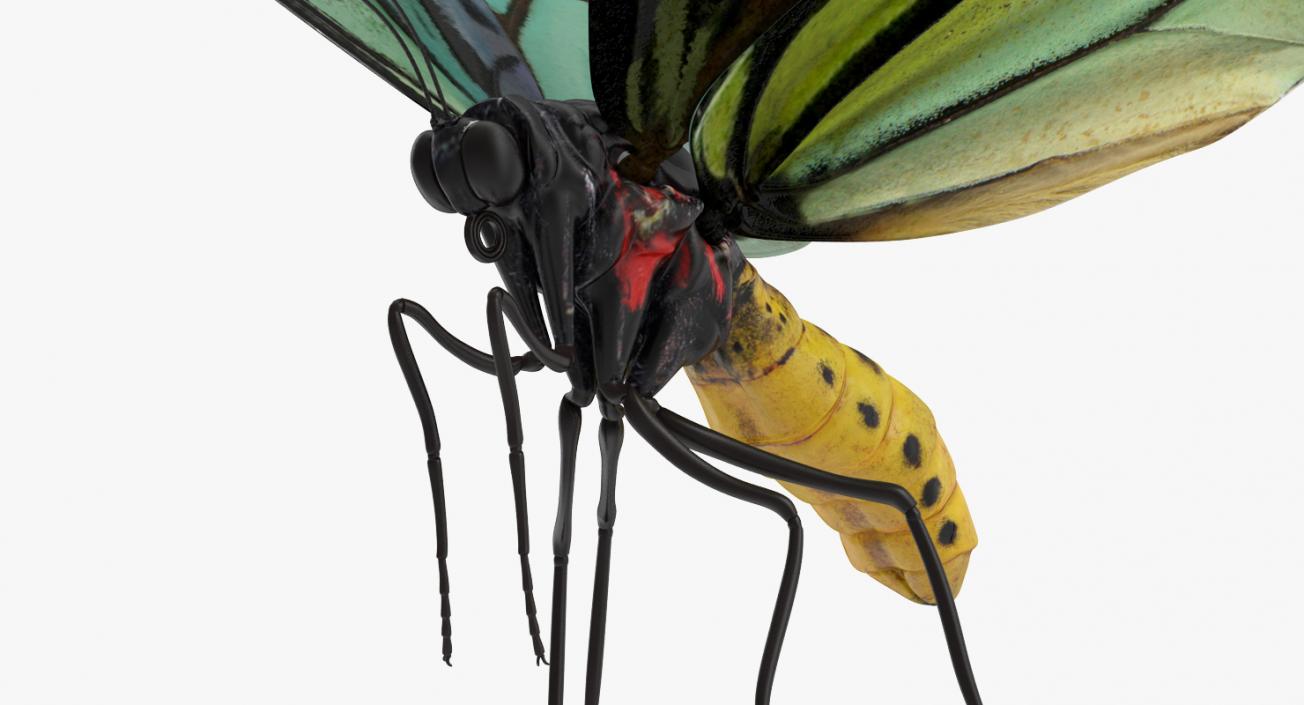 Queen Alexandras Birdwing Butterfly Rigged 3D