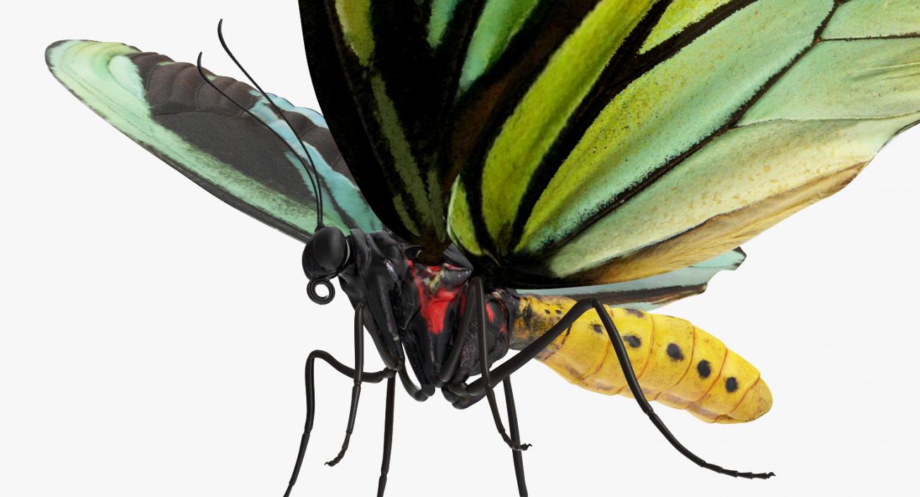 Queen Alexandras Birdwing Butterfly Rigged 3D