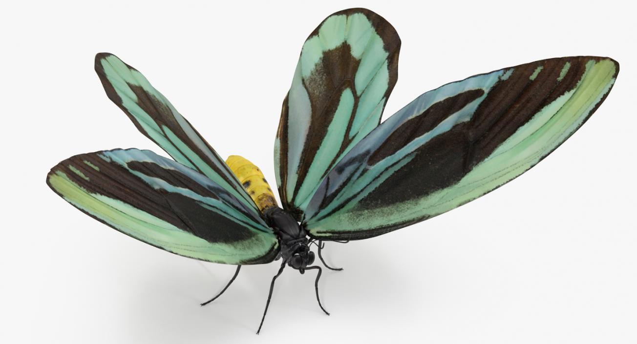 Queen Alexandras Birdwing Butterfly Rigged 3D