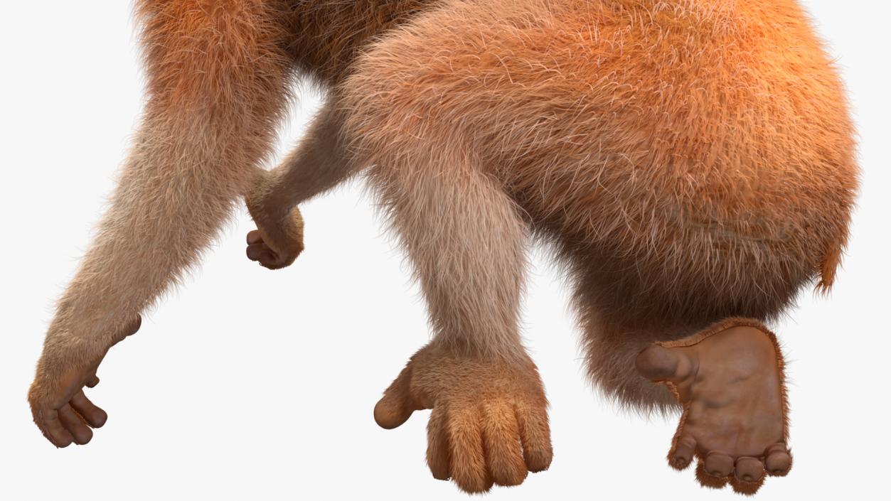 3D Nycticebus Pygmaeus Fur model