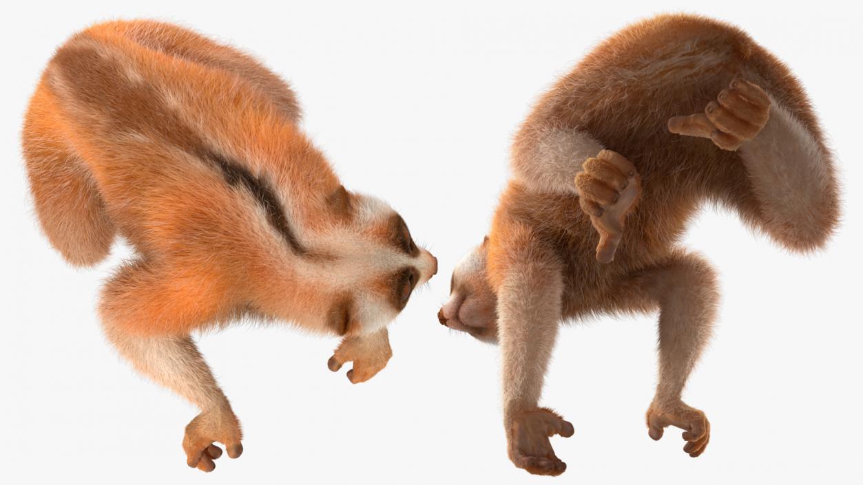 3D Nycticebus Pygmaeus Fur model