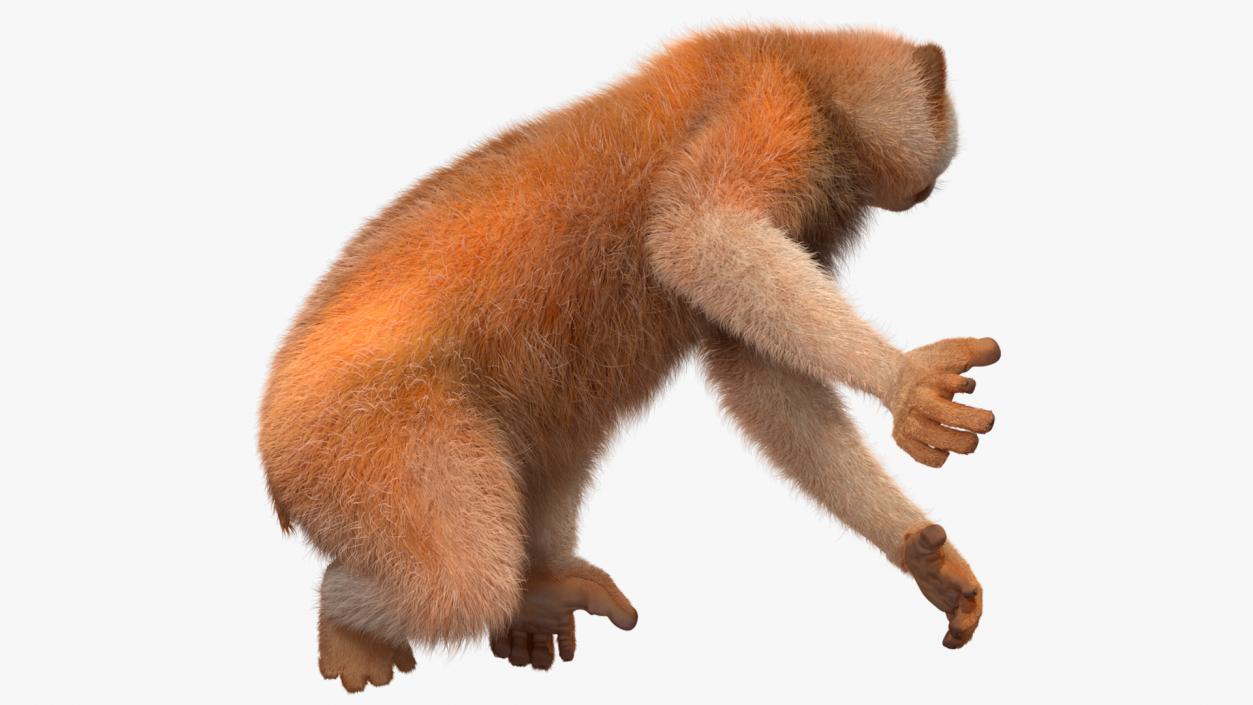 3D Nycticebus Pygmaeus Fur model