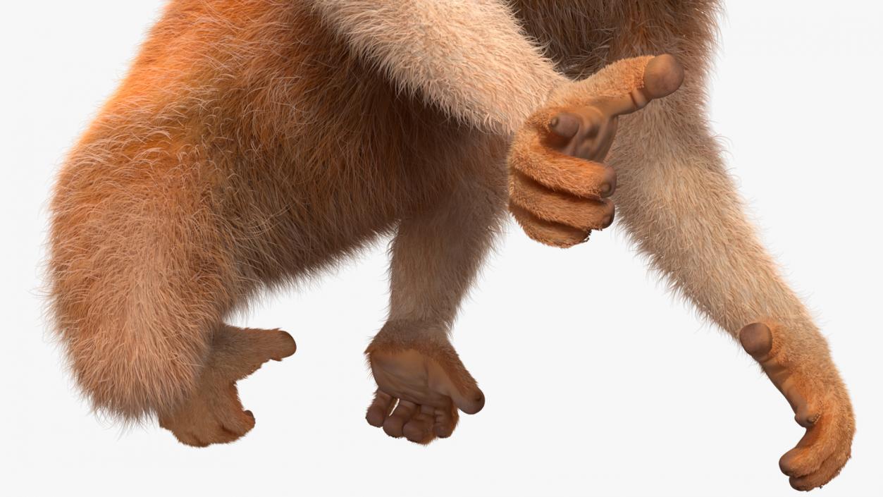 3D Nycticebus Pygmaeus Fur model