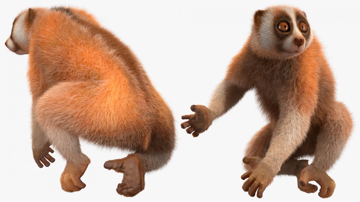 3D Nycticebus Pygmaeus Fur model