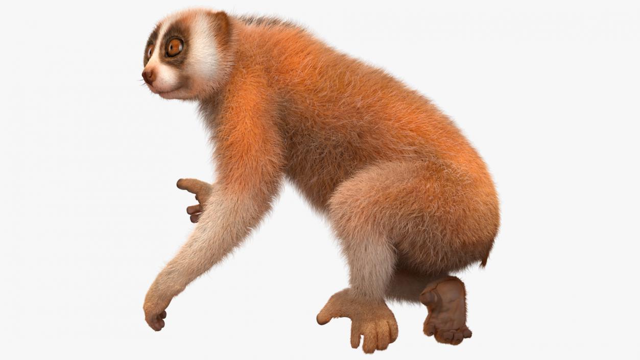 3D Nycticebus Pygmaeus Fur model