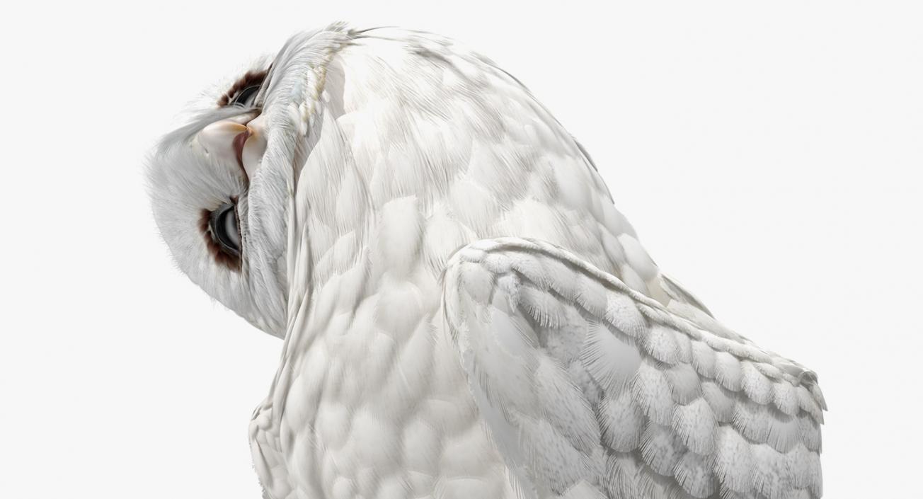 White Barn Owl 3D model