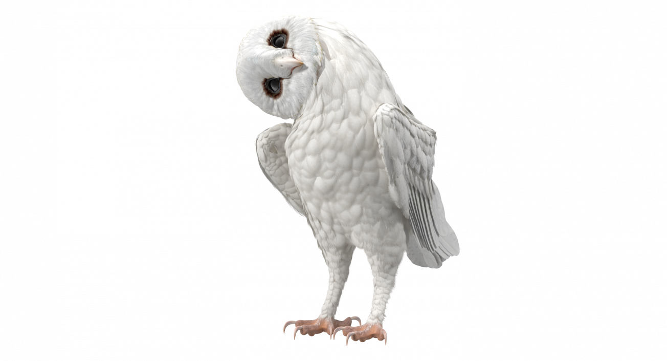 White Barn Owl 3D model