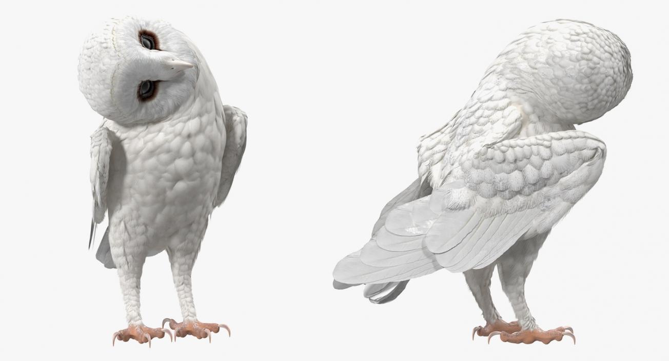 White Barn Owl 3D model