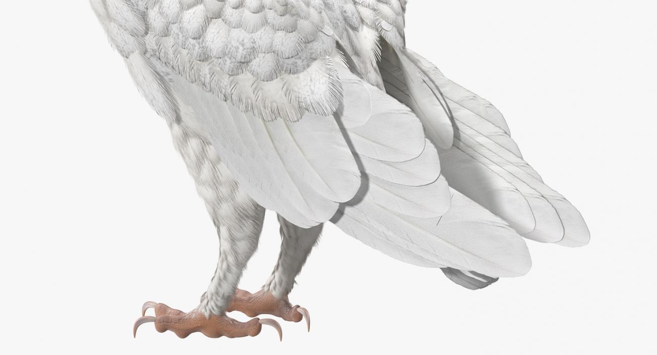 White Barn Owl 3D model