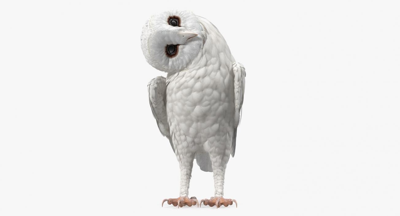 White Barn Owl 3D model