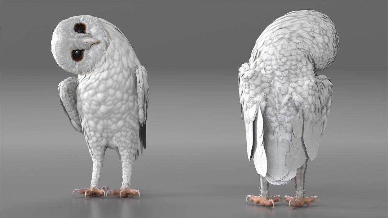 White Barn Owl 3D model