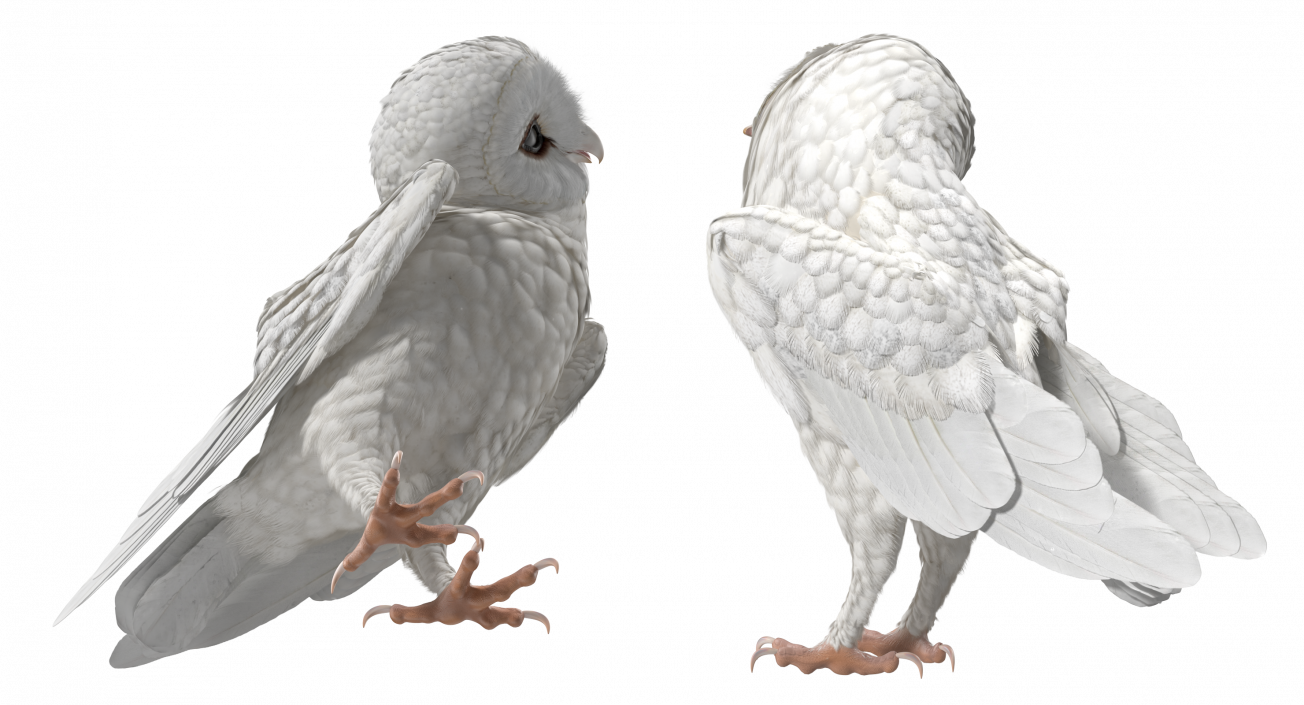 White Barn Owl 3D model