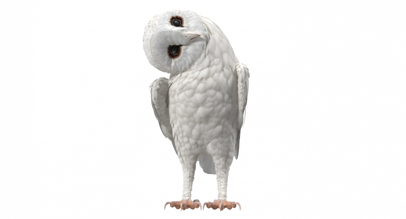 White Barn Owl 3D model