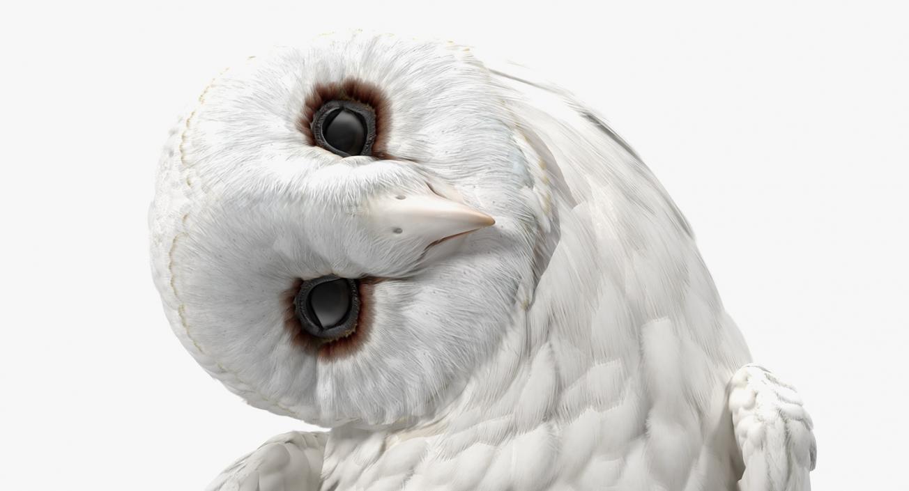 White Barn Owl 3D model