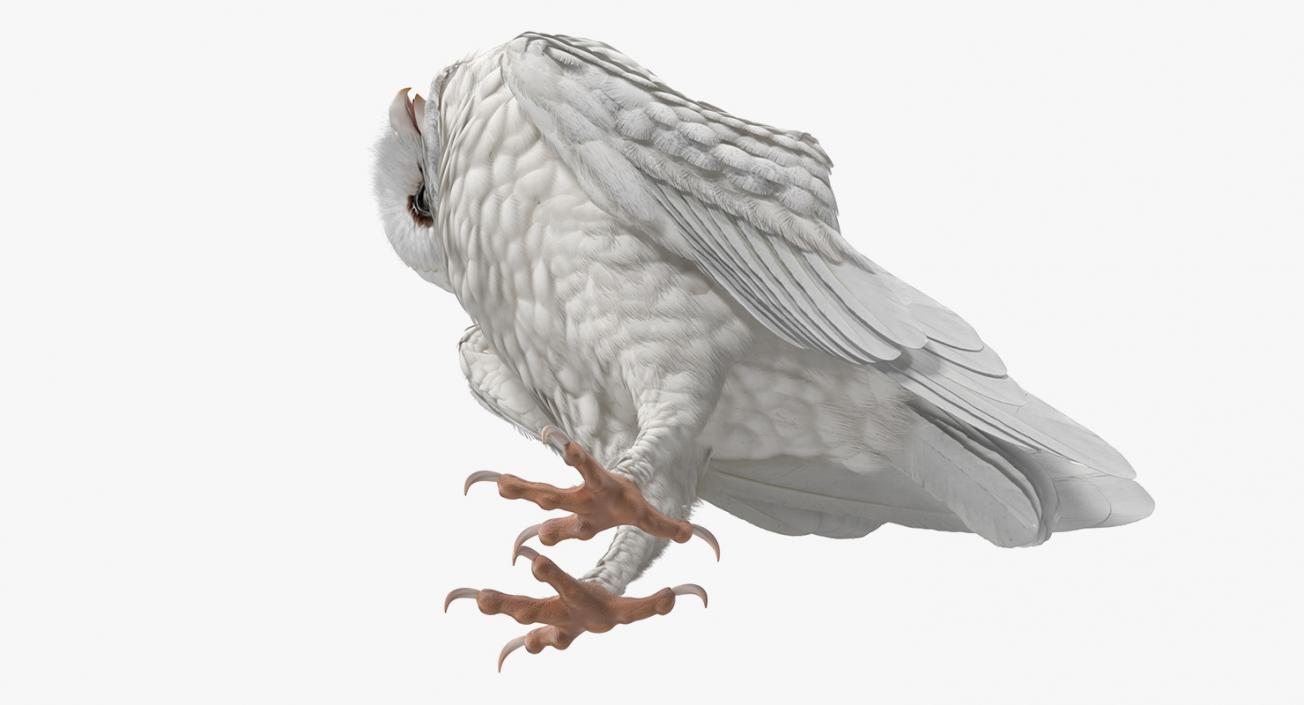 White Barn Owl 3D model