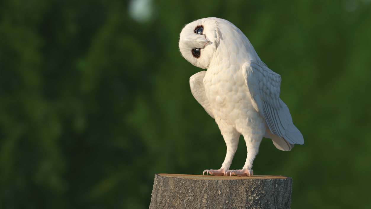 White Barn Owl 3D model